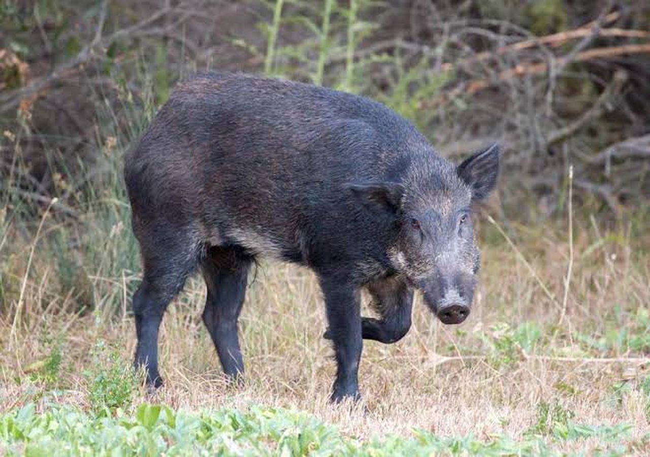 It is currently unknown what happened to the hogs who dug up the narcotics, image via Getty Images