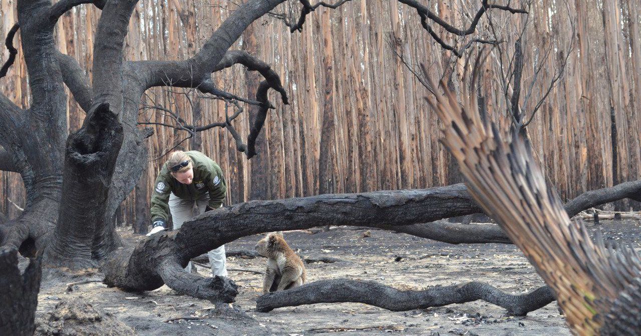 Thousands of animals died in the fires, image via Yahoo