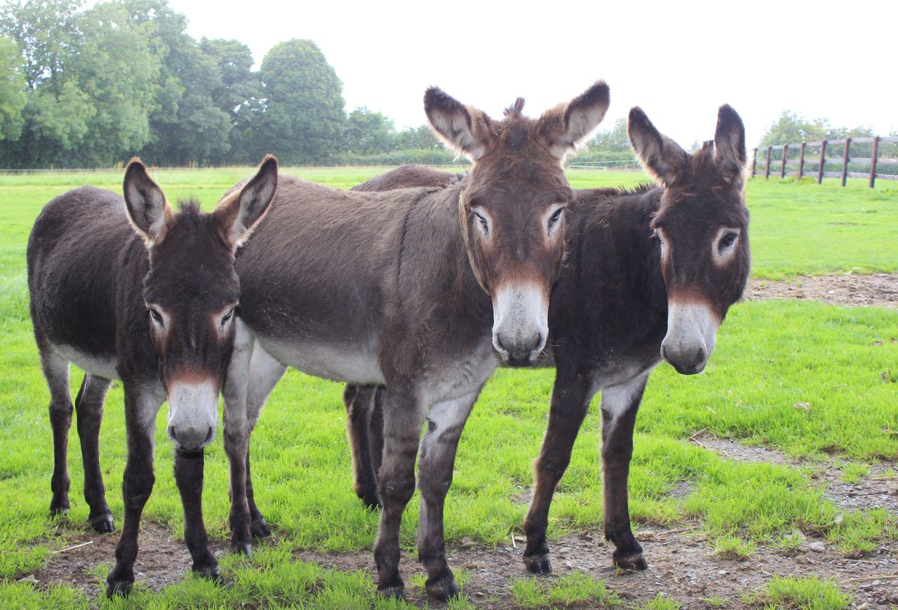 Donkey Sanctuary says 50% of donkey population might be lost within 5 years. Image via Donkey Sanctuary.