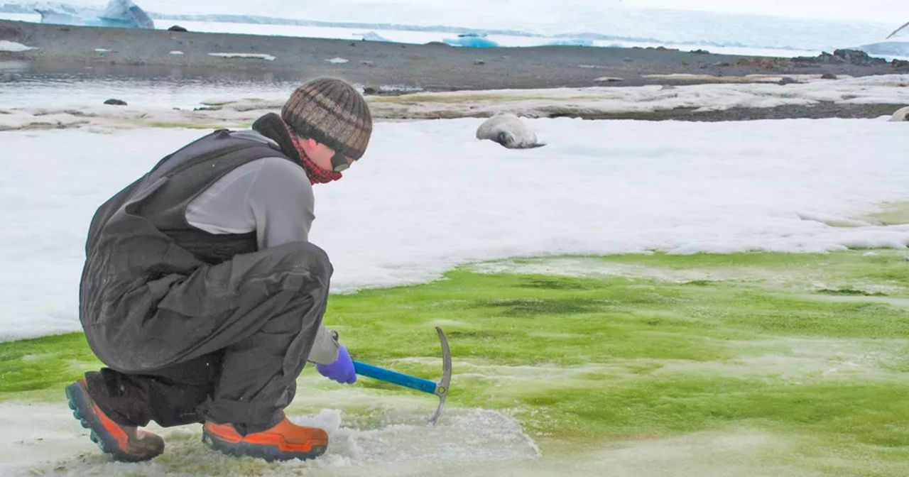 Climate change is causing Antarctica's snow to turn green, study says