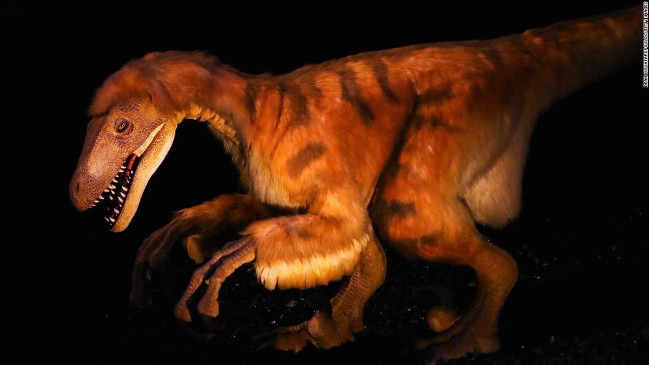 'Jurassic Park' raptors may not have hunted in packs like they did in the movies