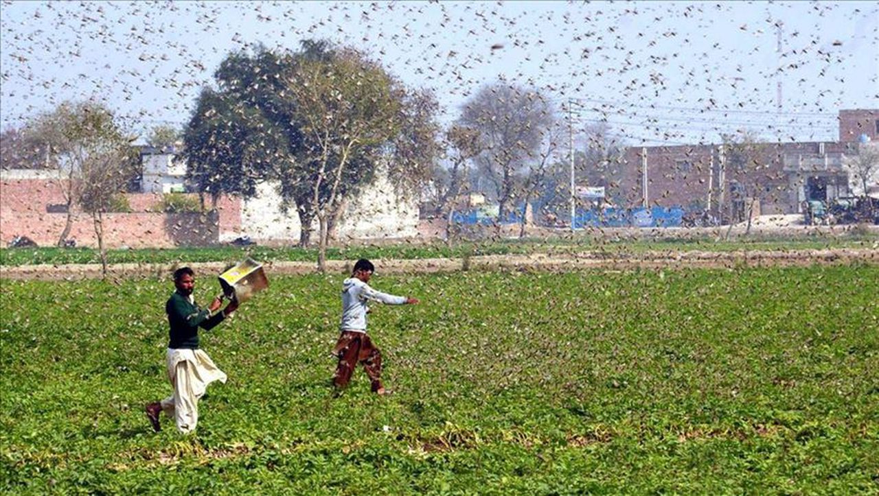 India facing worst locust attack in 30 years