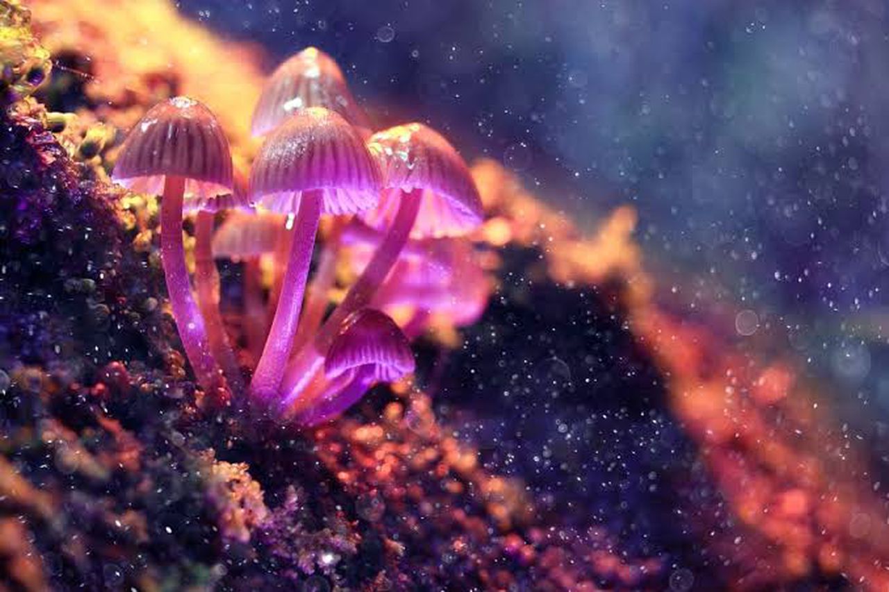 Psilocybin is the chemical contained by magic mushrooms, image via Shutterstock