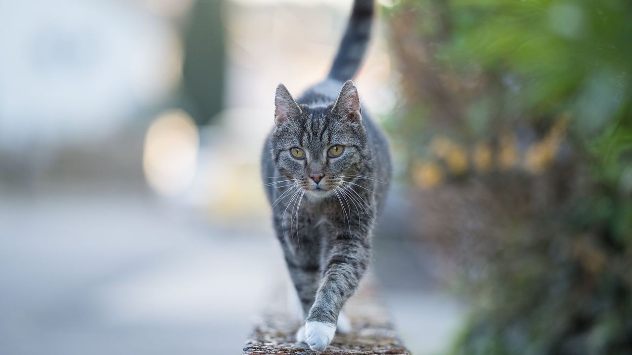 Cat in Belgium is the first feline to be diagnosed with coronavirus. Image via Huffington Post.