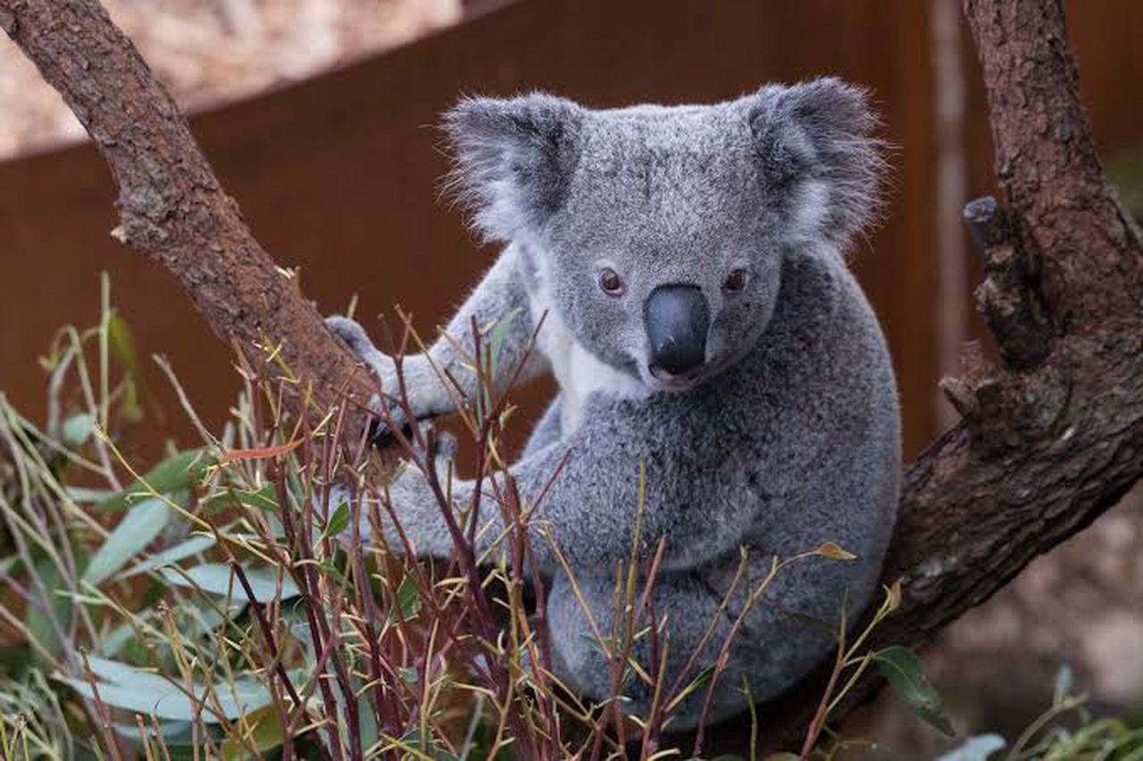 Koala's no longer play a significant role in their ecosystem, image via Getty Images