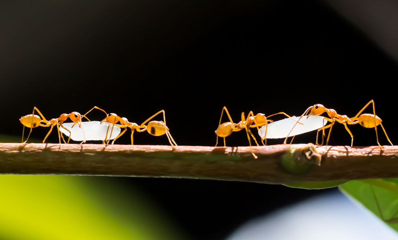 Spanish desert ants navigating backwards as they drag food. Image via Earth.com.