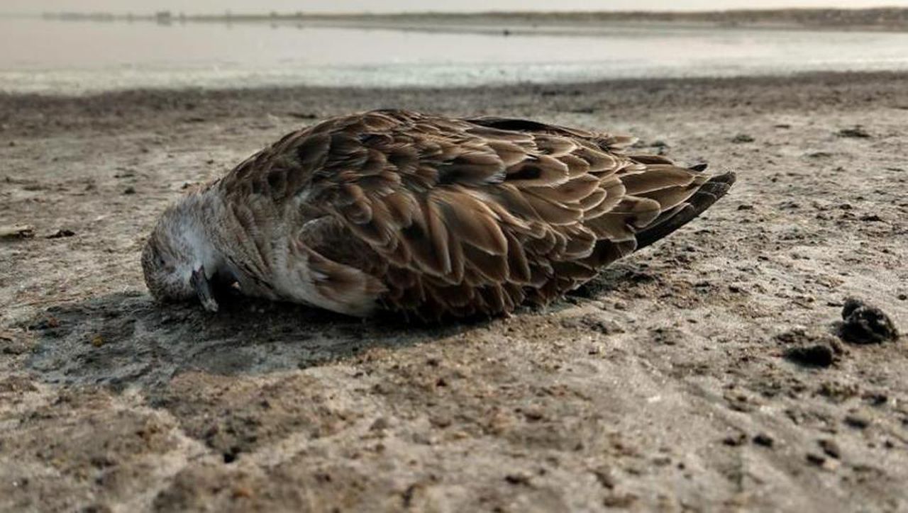 It is currently unknown what killed these birds, image via Hindustan Times