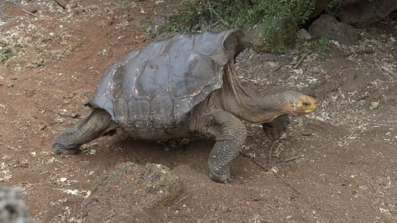Species-saving Galapagos giant tortoise Diego has been released back into the wild. Image via CNN.