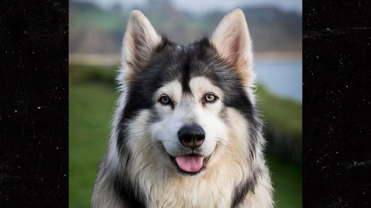 'Game of Thrones' Direwolf Dog, Odin, Dies from Cancer