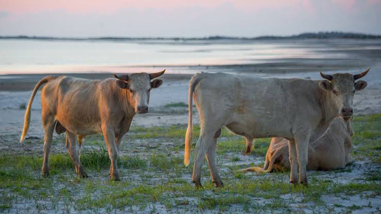 These cows survived a mini-tsunami against all odds, image via Rhonda Photography