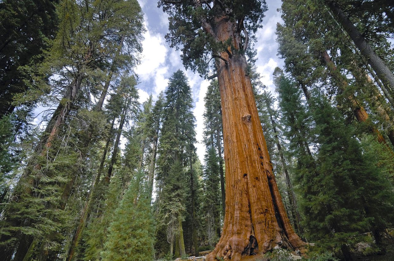 The world's largest tree, General Sherman, is also one of the world's oldest. Image via Encyclopedia Brittanica.