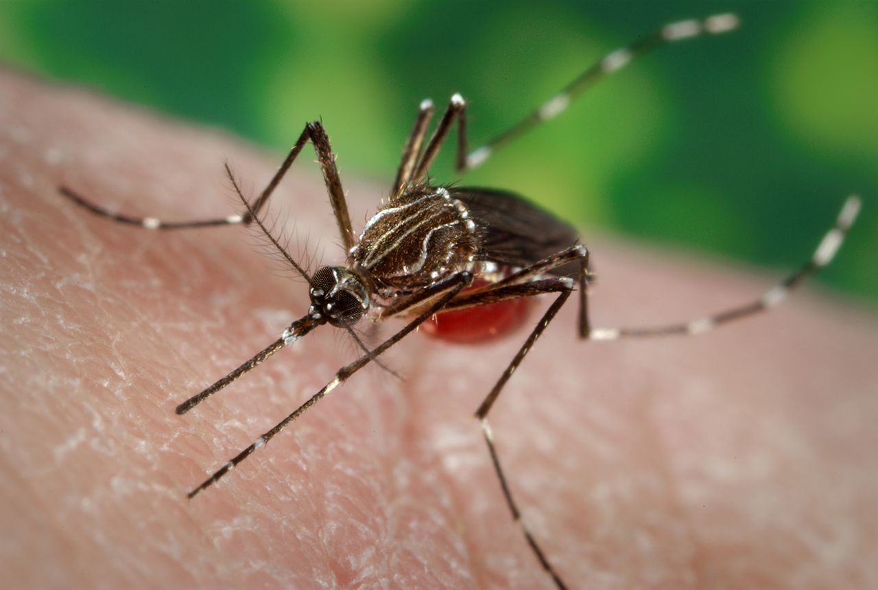 The normal mosquitoes will nuetralise the eggs of dengue mosquitoes, image via CDC