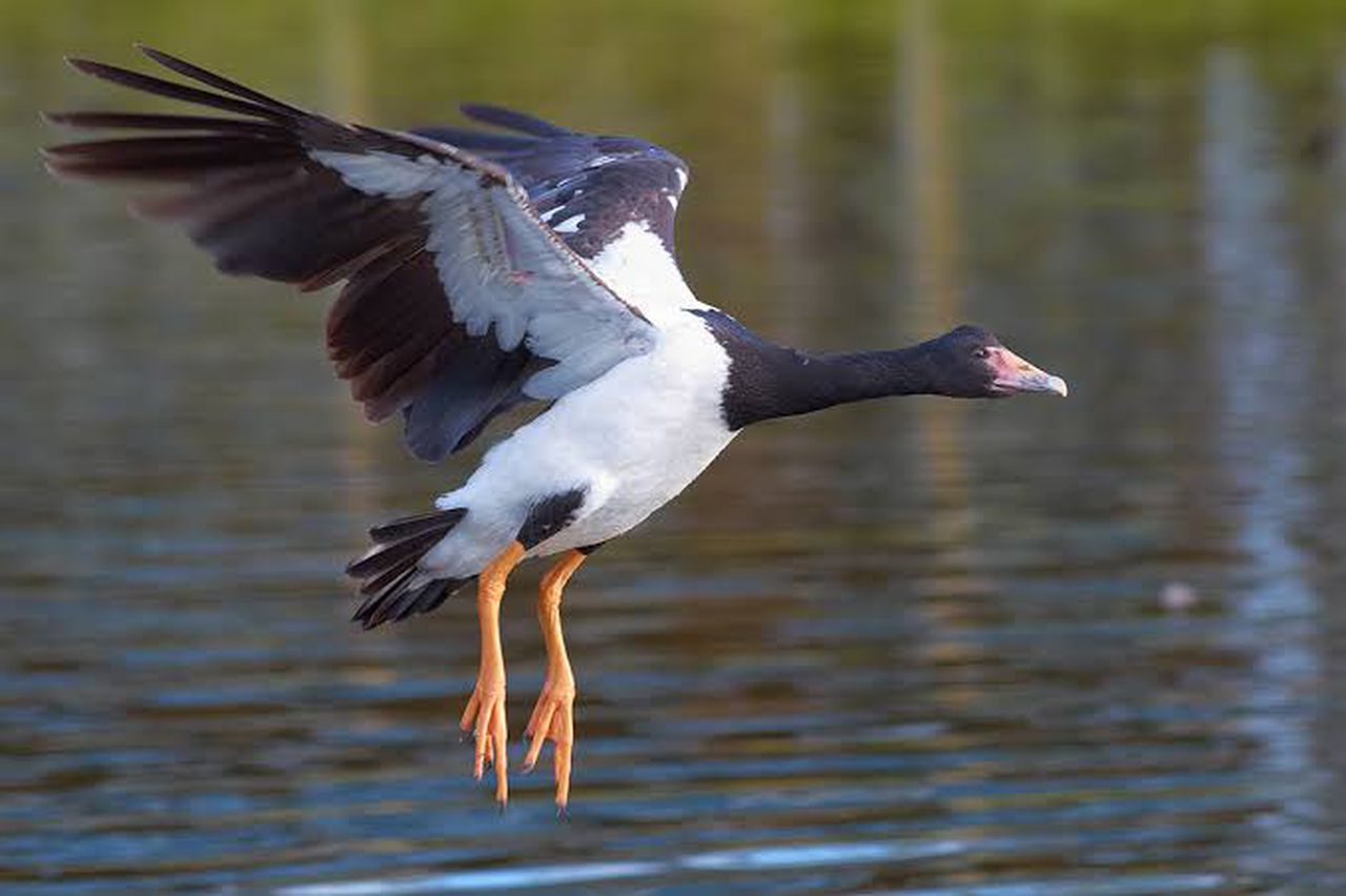 We can figure out what kind of bird it is using the speed of the object and its height, image via Wetlands