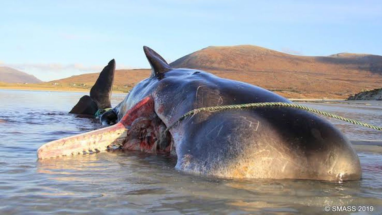 Water pollution is one of the biggest threats to ocean life right now, image via Scottish Marine Animal Stranding Scheme