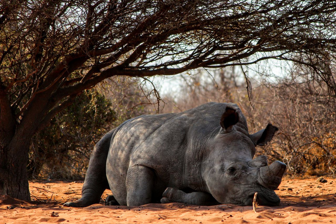 Rhino horn is used in traditional Chinese medicine and for ornamental carving, image via Lee Ann Nicholls