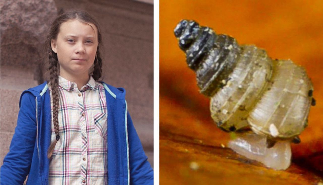 Scientists have named a newly discovered species of temperature-sensitive snail in honor of Greta Thunberg. Image via Yahoo News.