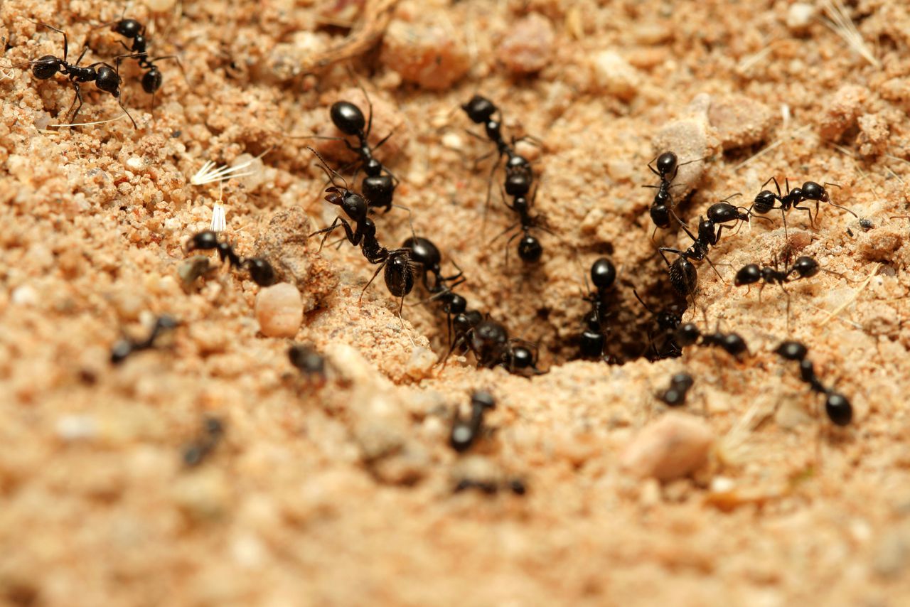 Insects depend on animal urine for nutrients on dry Australian Island. Image by Sciencing.com.
