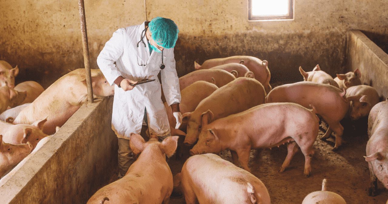 A newly discovered virus in Chinese pigs can infect human
