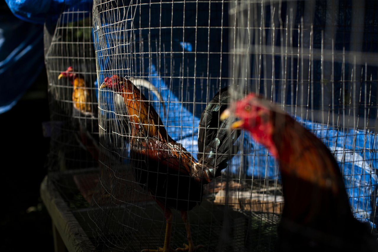 Cockfighting is a 400 year old tradition on the island, image via NPR