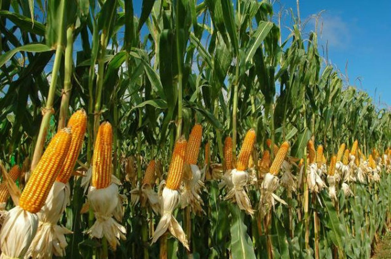 Indian crops destroyed by worst locust attack in 27 years