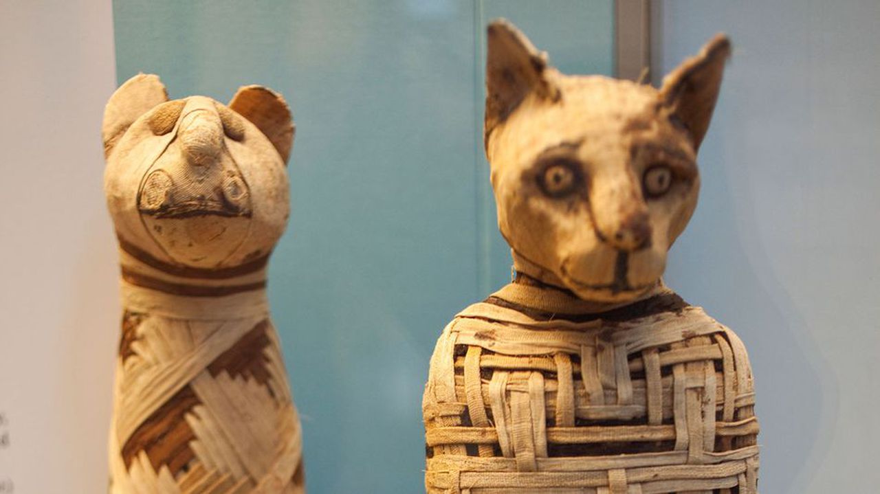 Ancient mummified cat turns out to be a scam. Image via Corbis Steven Vidler