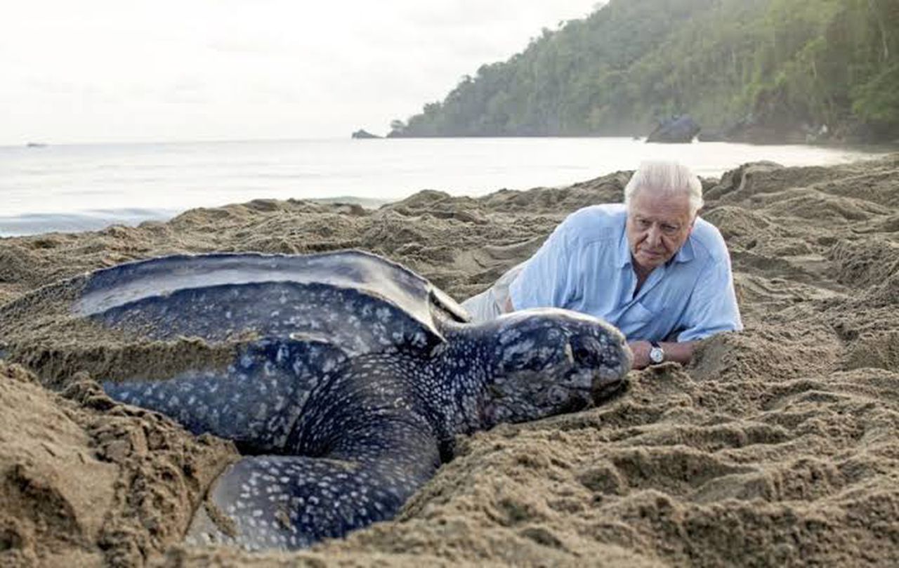 Attenborough released his environmental documentary Blue Planet 2 in 2017, image via BBC Earth
