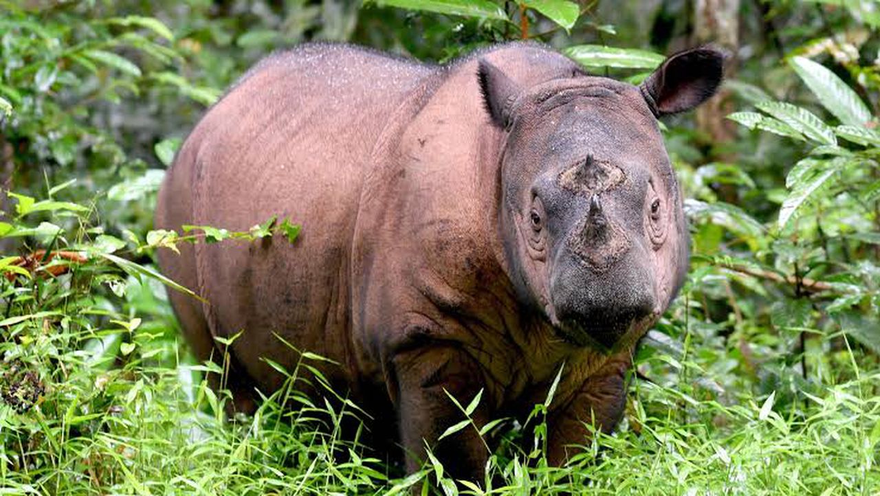 Last Malaysian Sumatran rhino succumbs to cancer, species on the verge of extinction. Image via AFP.