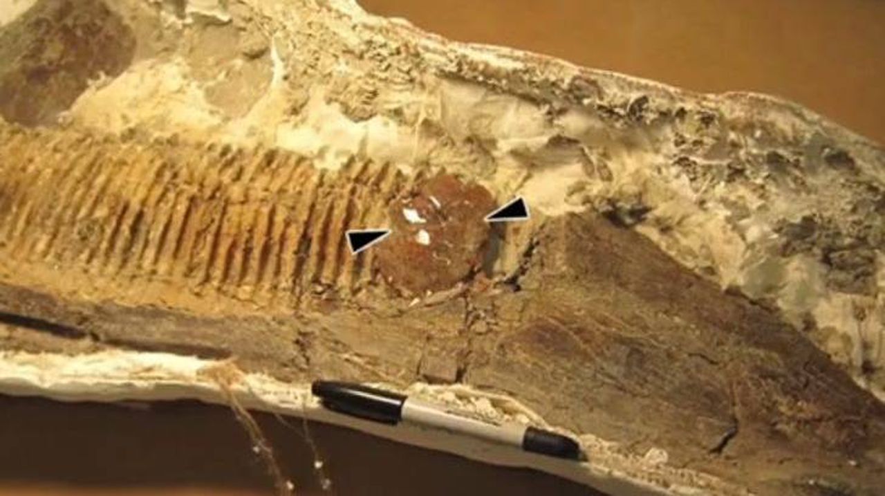 Paleontologists found an incredibly rare fossil in Dinosaur Provincial Park. Image via USA Today.
