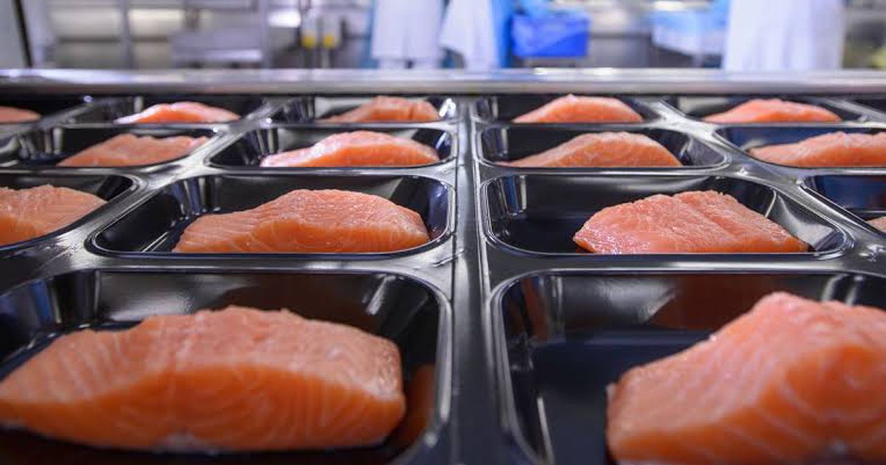 The salmon is unprocessed and unsafe for consumption, image via Getty images