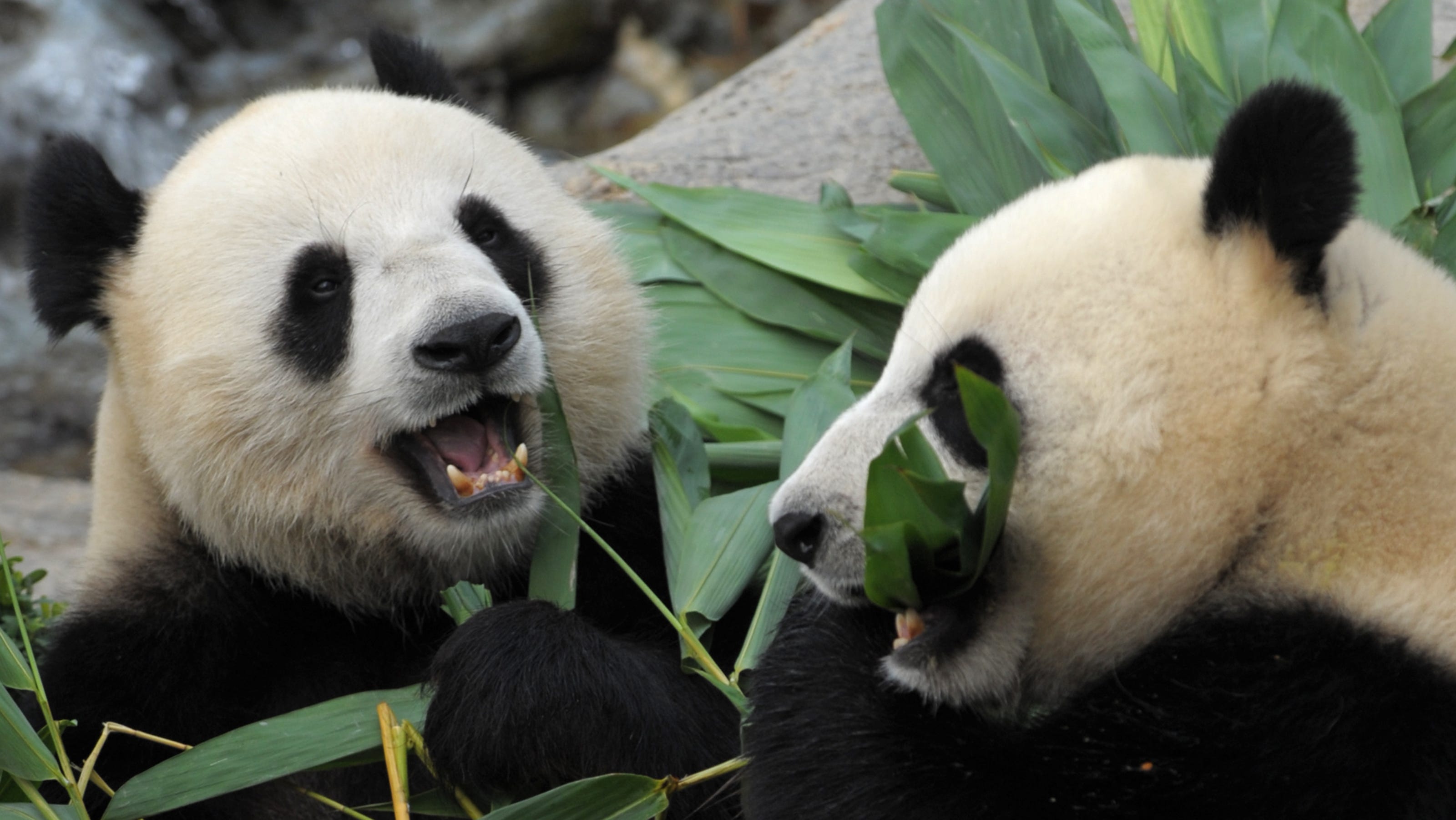 Two pandas tried to mate for a decade. With the zoo closed due to coronavirus, they finally did it