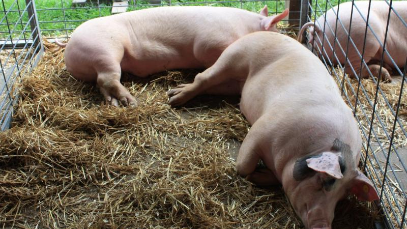 India battling another virus, the African Swine Fever (AFS) has taken over Assam