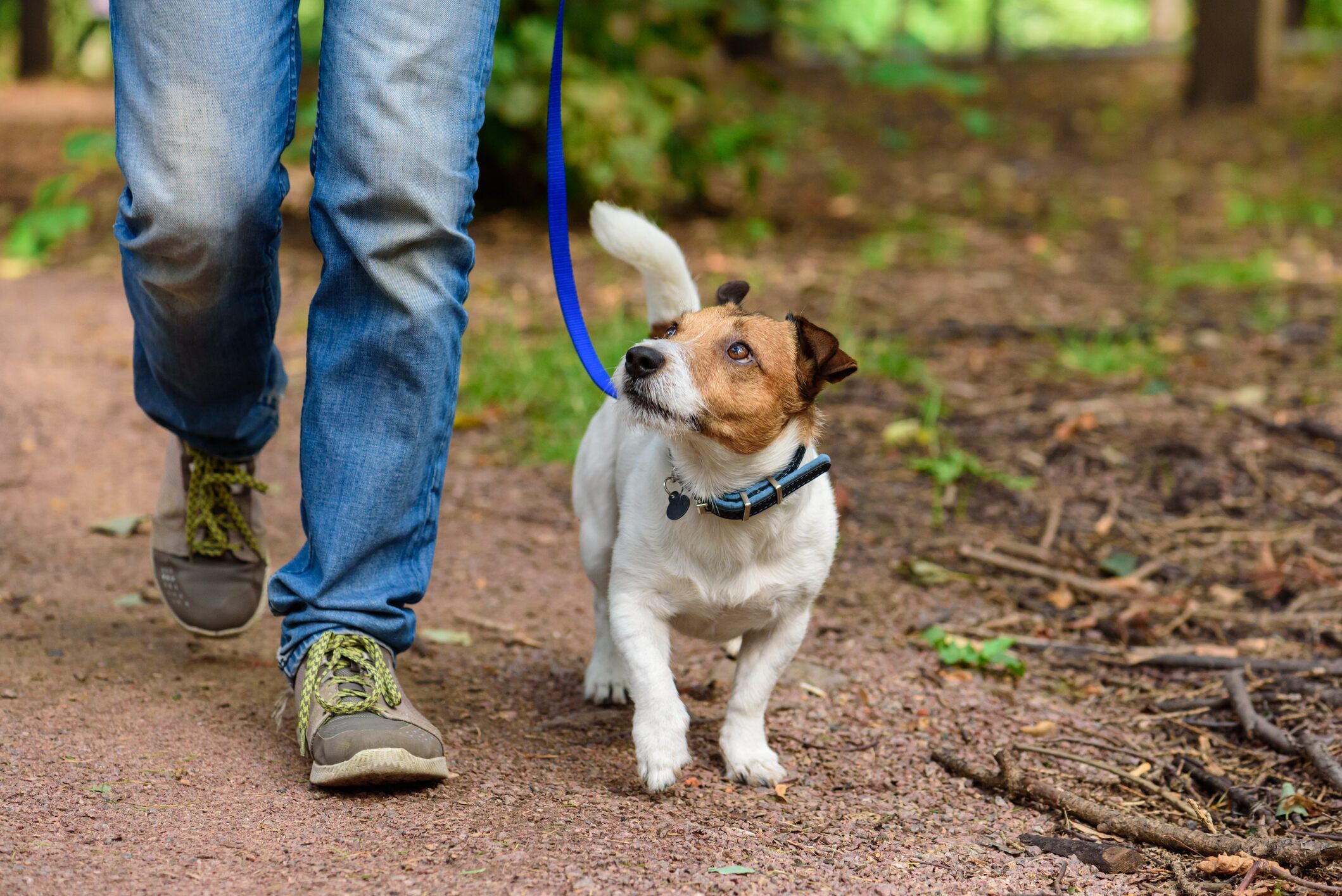 China reclassifying dogs as pets, not livestock, as coronavirus pandemic ravages globe