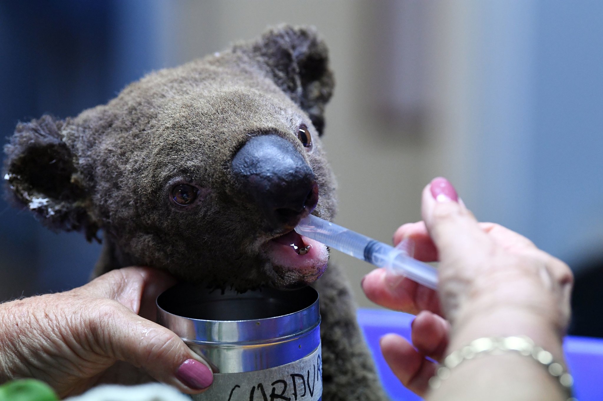 Koalas may become endangered due to the fires, image via Getty Images