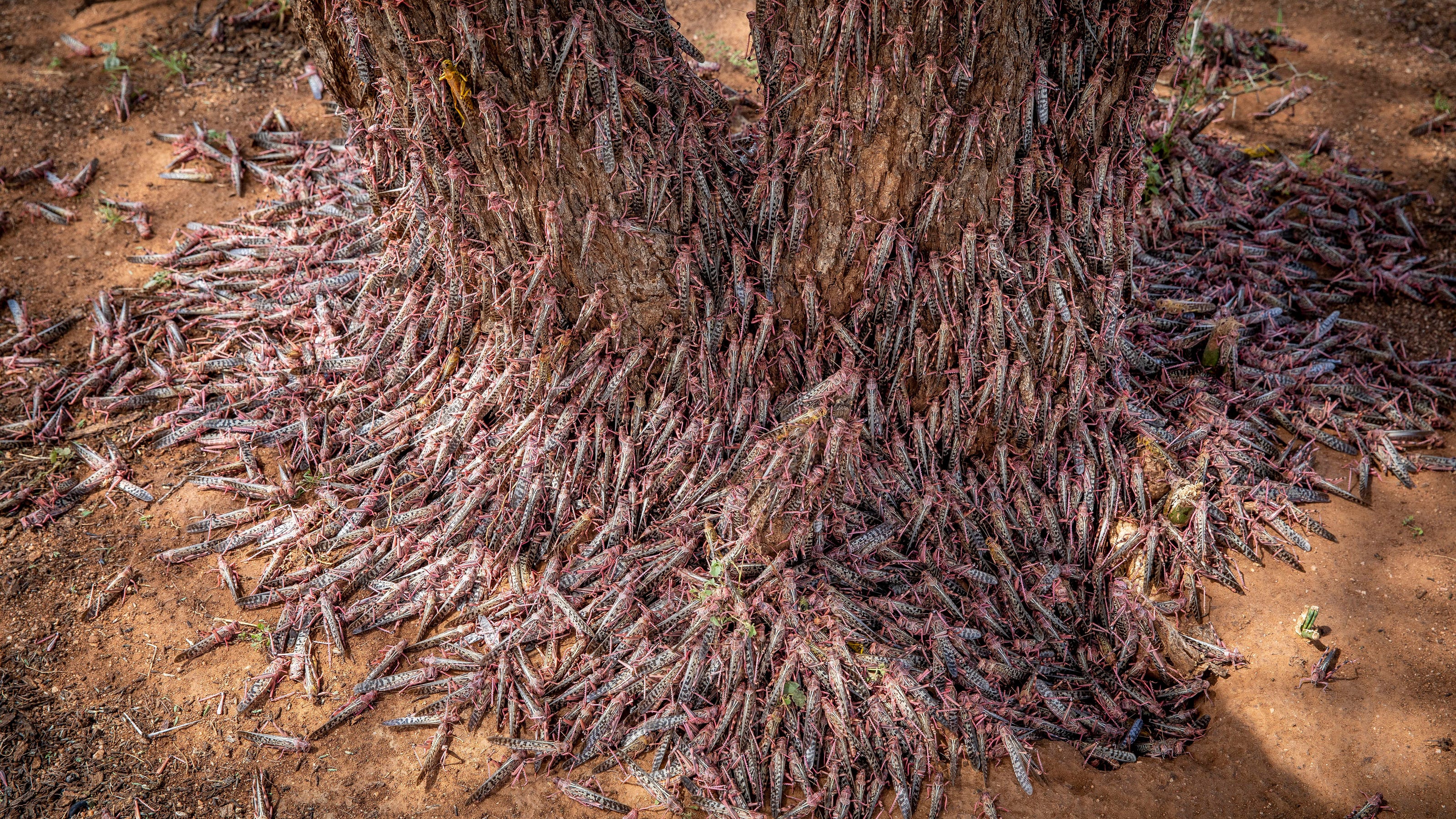 Billions of locusts ravage East Africa, and coronavirus has made them harder to stop