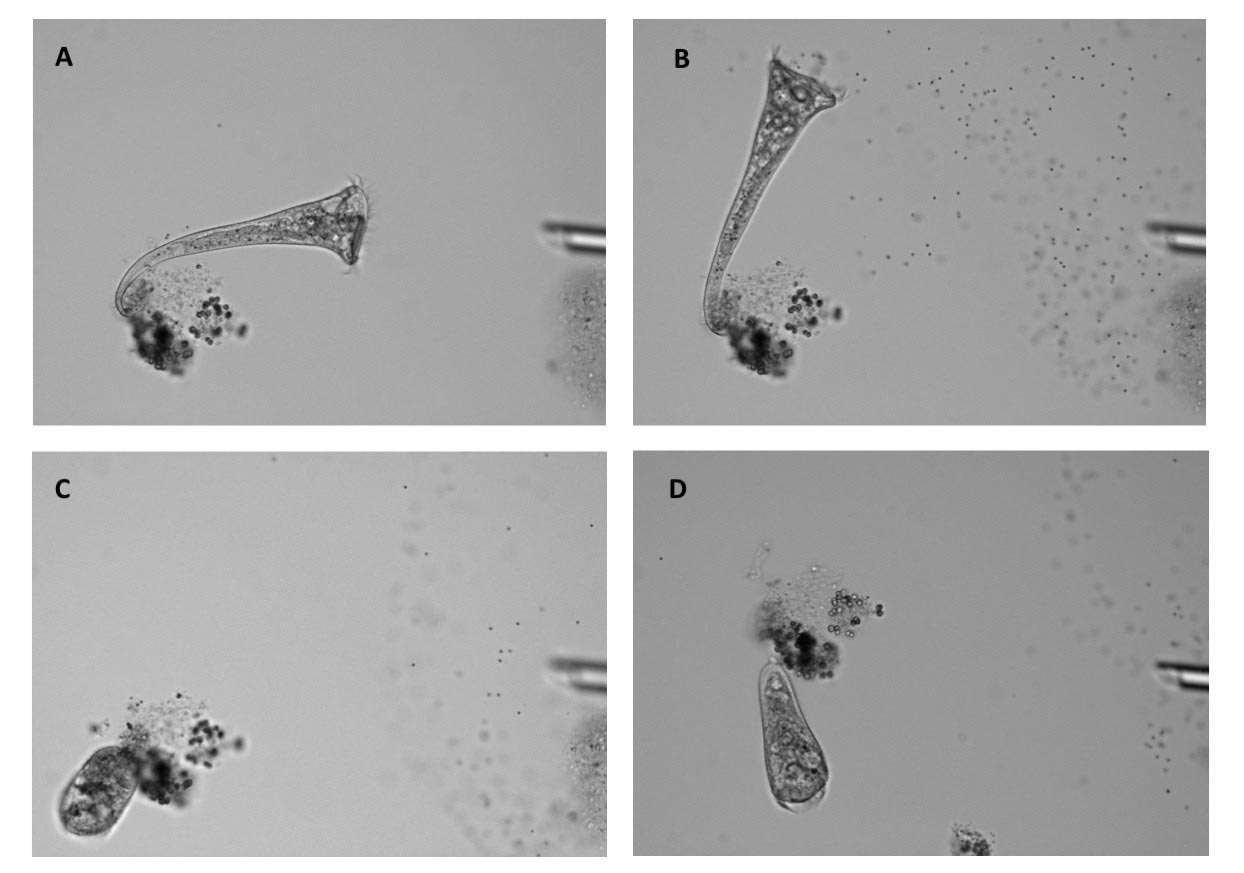 Casual experiment by Harvard scientists reveals complex behavior by single-celled organisms. Image via Current Biology.